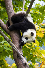 Asia, China, Wolong, Giant Panda, Part of the UNESCO Man and Biosphere Reserve Network
