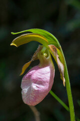 Pink Lady's Slipper, Moccasin Flower, an orchid