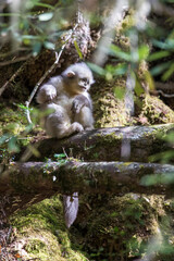 Asia, China, Tacheng, Young Yunnan Black Snub-Nosed Monkey