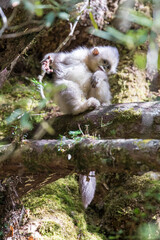 Asia, China, Tacheng, Young Yunnan Black Snub-Nosed Monkey