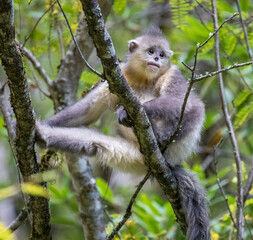 Asia, China, Tacheng, Young Yunnan Black Snub-Nosed Monkey