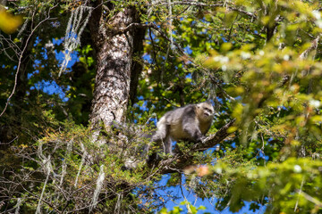 Asia, China, Tacheng, Yunnan Black Snub-Nosed Monkey