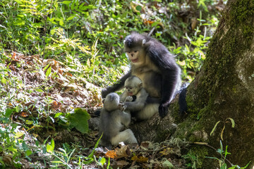 Asia, China, Tacheng, Yunnan Black Snub-Nosed monkeys, Adult and Young