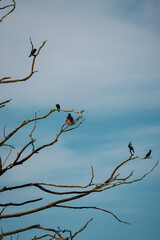 birds on a branch
