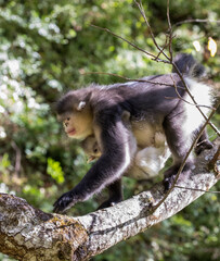 Asia, China, Tacheng, Yunnan Black Snub-Nosed monkeys, Adult and Young