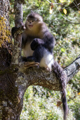 Asia, China, Tacheng, Yunnan Black Snub-Nosed Monkey