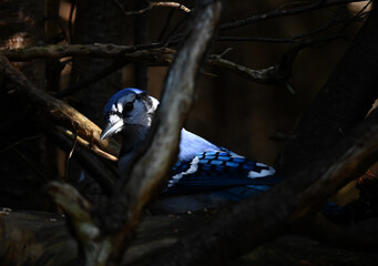 The blue jay (Cyanocitta cristata) hiding