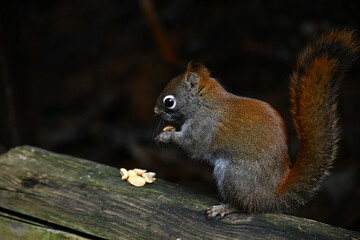 Naklejka na ściany i meble The American red squirrel (Tamiasciurus hudsonicus) eating peanutes