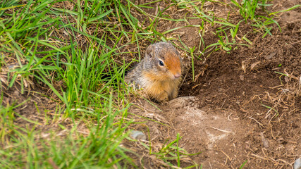A Columbian ground squirrel coming out of his burrow in the high Alpine of Tod Mountain in the Shuswap Highlands of British Columbia, Canada