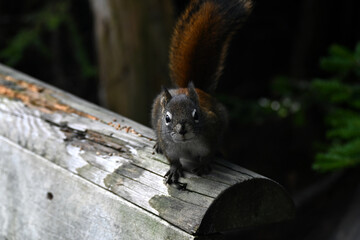 The American red squirrel (Tamiasciurus hudsonicus)  