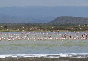 flamingos in lake