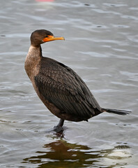 The double-crested cormorant (Phalacrocorax auritus) 