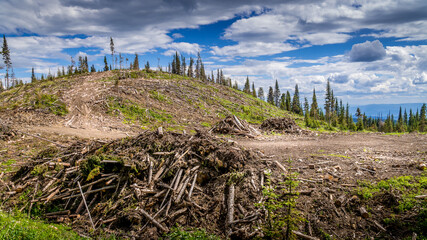 Fototapeta na wymiar Industrial Clear Cut Logging in the Shuswap Highlands of British Columbia, Canada
