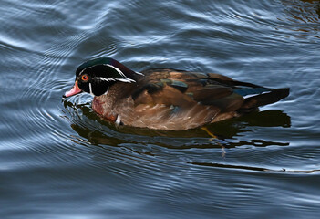 The wood duck or Carolina duck (Aix sponsa) 