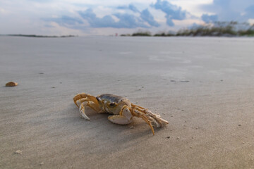 Crab on the beach
