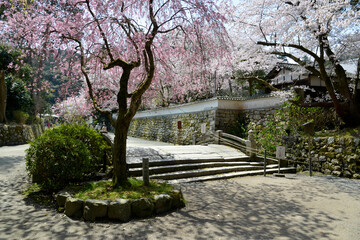 三井寺　境内の桜　滋賀県大津市