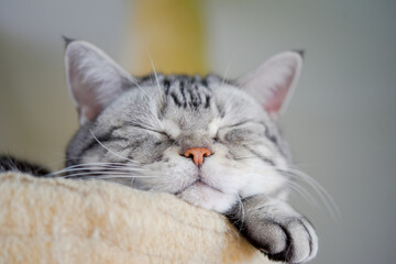 幸せそうに眠る猫のアップ