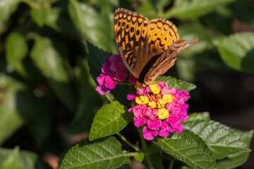Variegated Fritillary butterfly on Lantana flowers