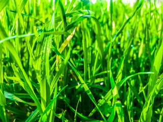 green grass background