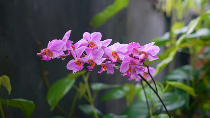 Fototapeta na wymiar purple orchid flower, after the rain, fresh and beautiful 