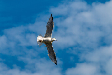 Obraz premium Seagull in flight against the background of blue sky