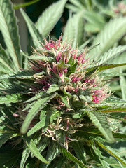 close up of plant cannabis sativa marijuana bud  NaPali Pink