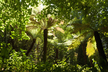 Sun shining at the Valley of the Ferns, Mata Nacional do Buçaco, Portugal