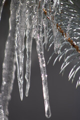 icicles on a branch