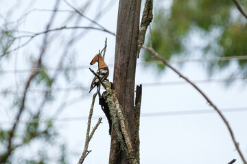African Hoopoe in nature © fotorudi_101