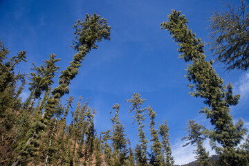Obraz premium Snowfall and Snow Days. Sundarnagar , Himachal Pradesh, INDIA