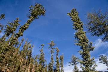 Snowfall and Snow Days. Sundarnagar , Himachal Pradesh, INDIA