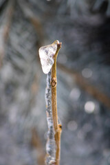 ice on the branch