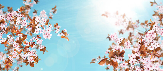 Amazing spring blossom. Tree branches with beautiful flowers outdoors on sunny day, banner design