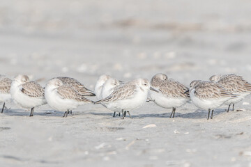 Sandpipers on Beach