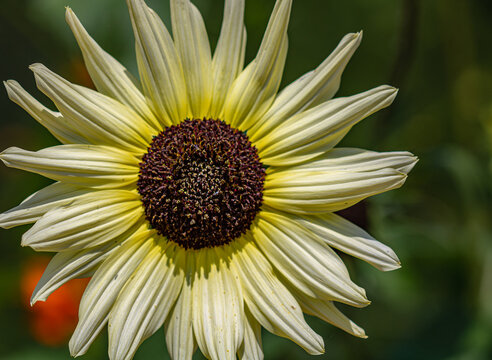 single yellow sunflower in garden. closeup of sunflower. sun shining on sunflower.