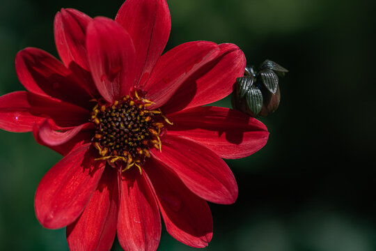 closeup of red flower in garden. macro of single red flower in summer. 