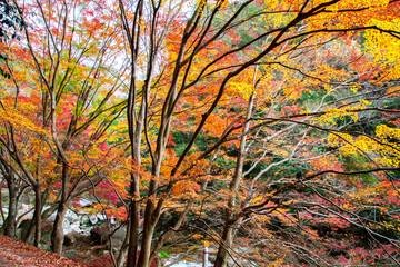 Fototapeta na wymiar 色鮮やかに紅葉した紅葉　Beautiful autumn maple foliage