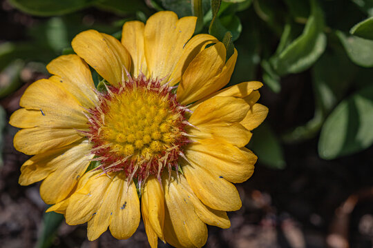 closeup of single yellow flower in the garden