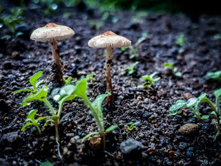 mushroom in the forest