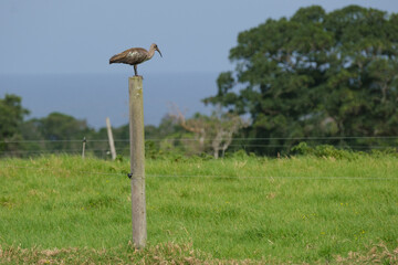 Hadada Ibis standing on a wooden pole