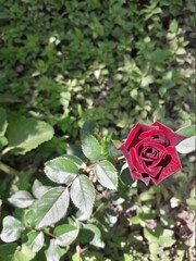 red rose in garden