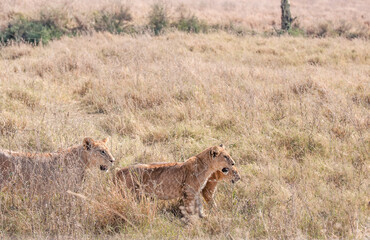Three lions in the grasses of the Serengeti stalking prey.