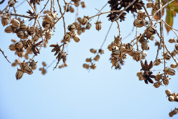branch of a tree with leaves