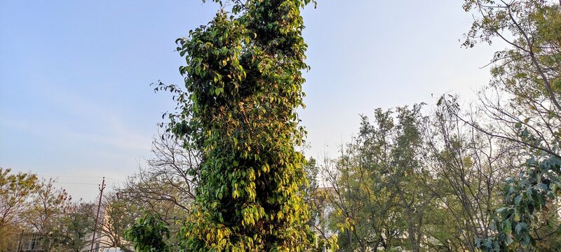 Natural green park imege