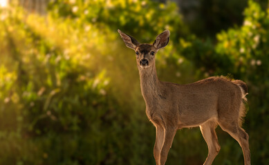 Young deer with golden backlight