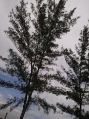 Arbol de Pino bajo Cielo Nublado