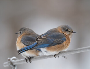 Perched pair of Eastern Bluebirds