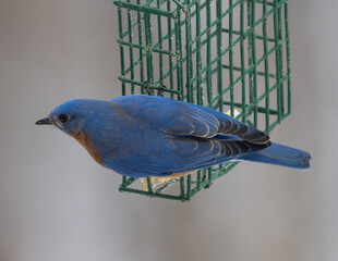 Male Eastern Bluebird on bird feeder