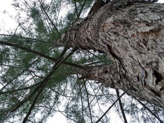 Tronco de Arbol visto desde abajo con cielo nublado