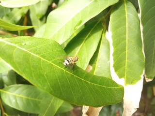 bee on a leaf